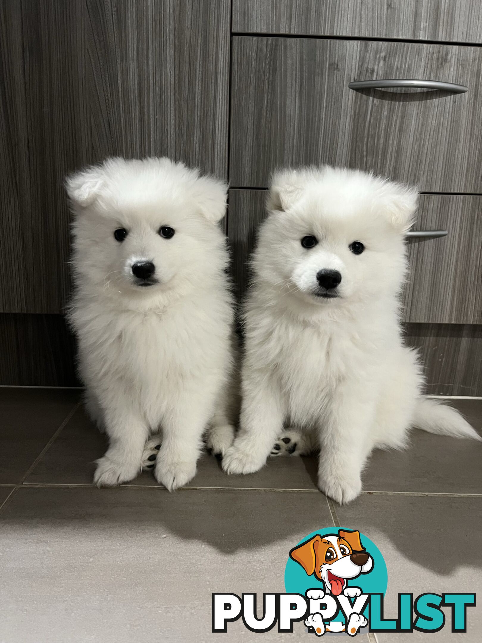 PREMIUM JAPANESE SPITZ PUPPIES!!