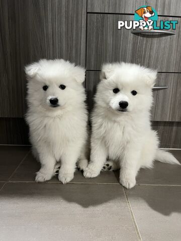 PREMIUM JAPANESE SPITZ PUPPIES!!
