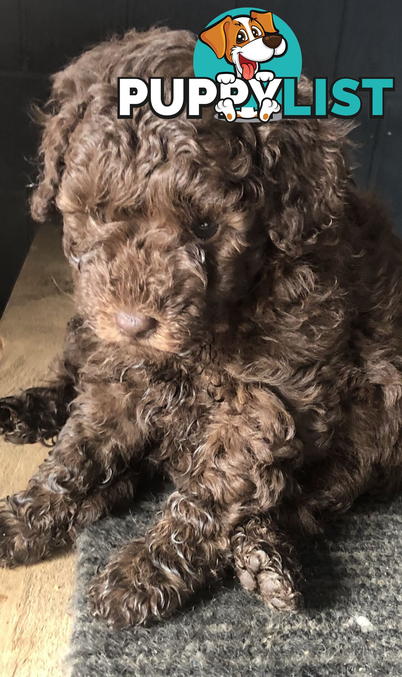 CHOCOLATE BROWN MALE TOY POODLE PUPPY