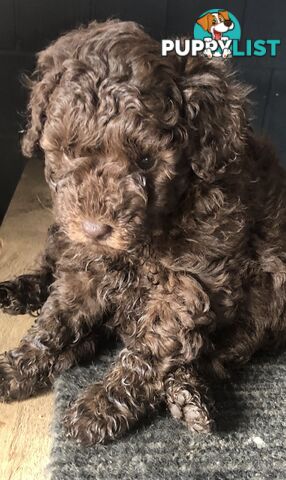 CHOCOLATE BROWN MALE TOY POODLE PUPPY