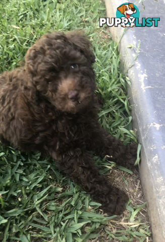 CHOCOLATE BROWN MALE TOY POODLE PUPPY