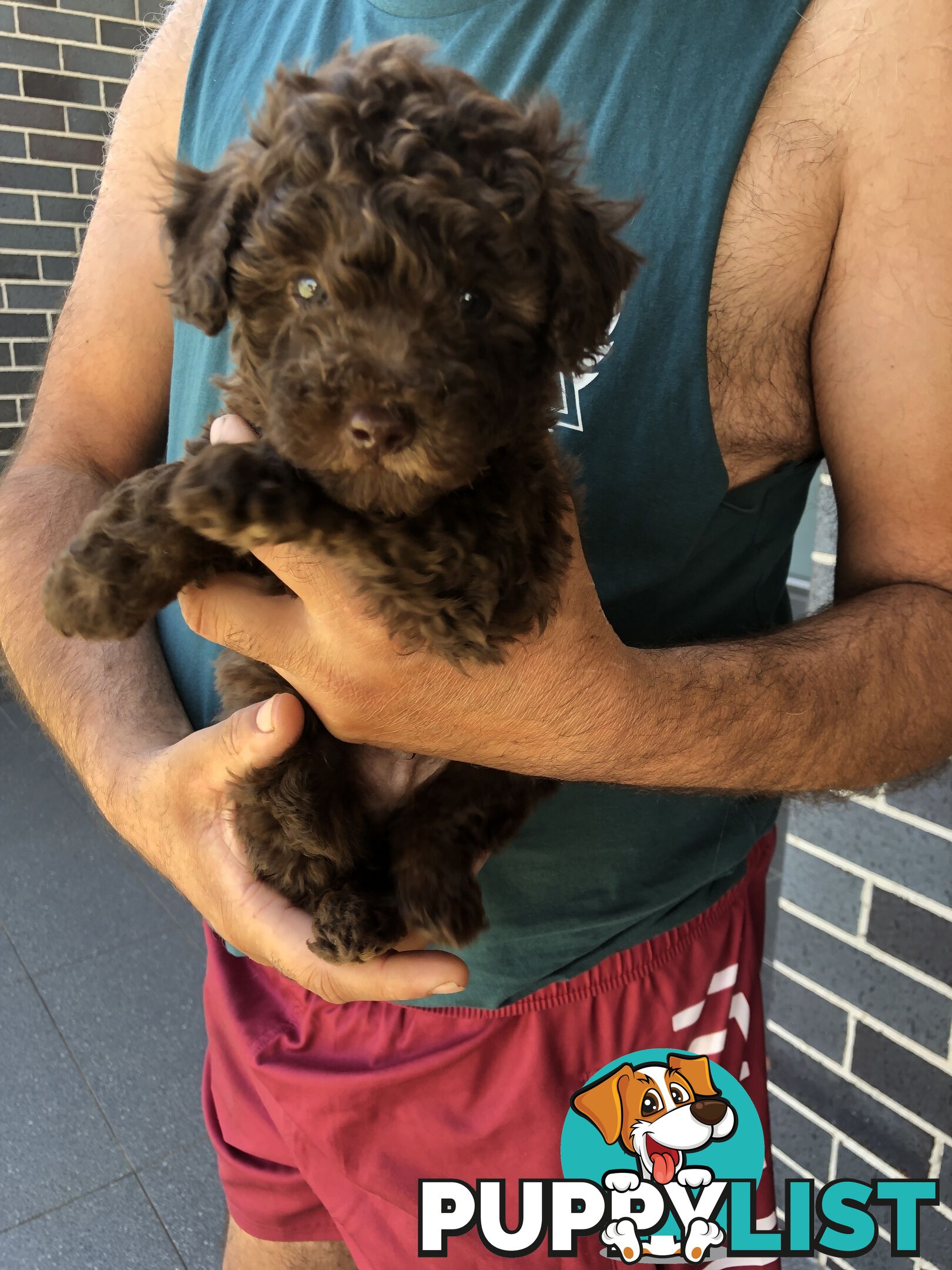 CHOCOLATE BROWN MALE TOY POODLE PUPPY