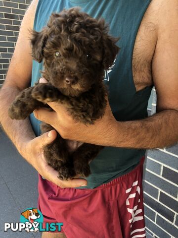 CHOCOLATE BROWN MALE TOY POODLE PUPPY