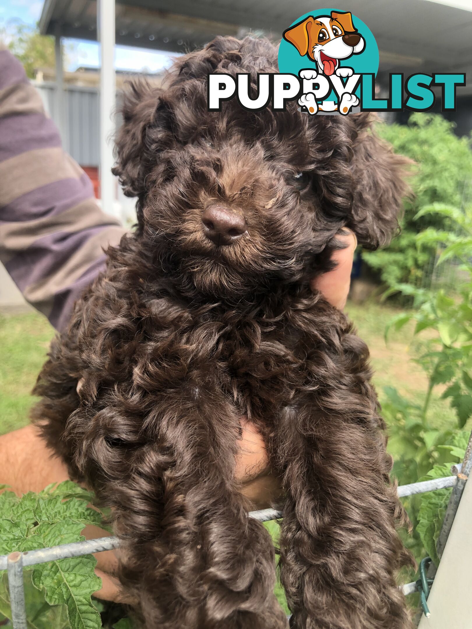 CHOCOLATE BROWN MALE TOY POODLE PUPPY