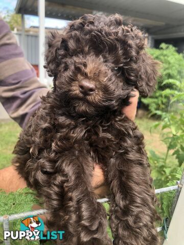 CHOCOLATE BROWN MALE TOY POODLE PUPPY