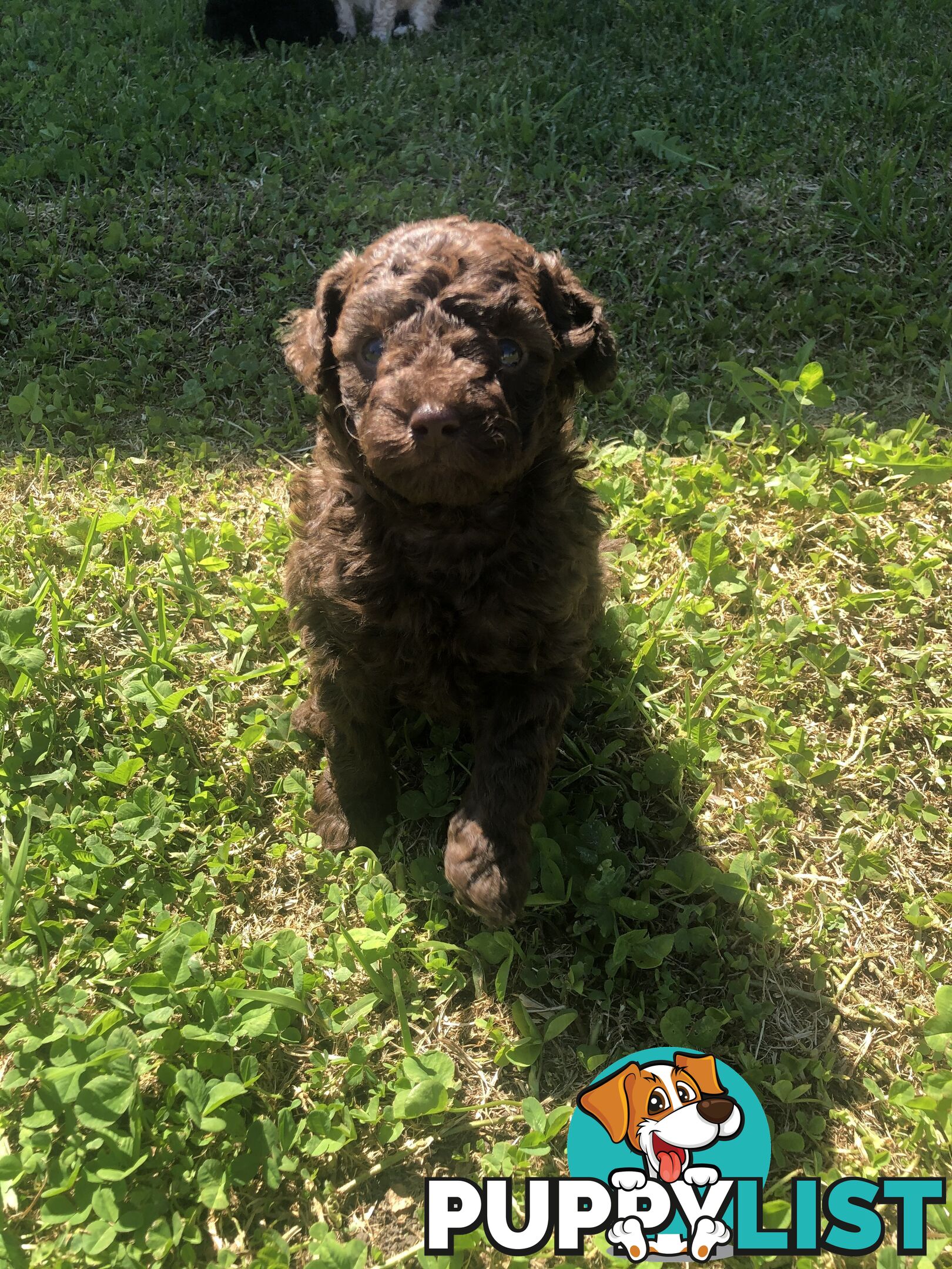 CHOCOLATE BROWN MALE TOY POODLE PUPPY