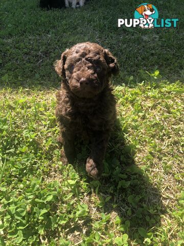 CHOCOLATE BROWN MALE TOY POODLE PUPPY