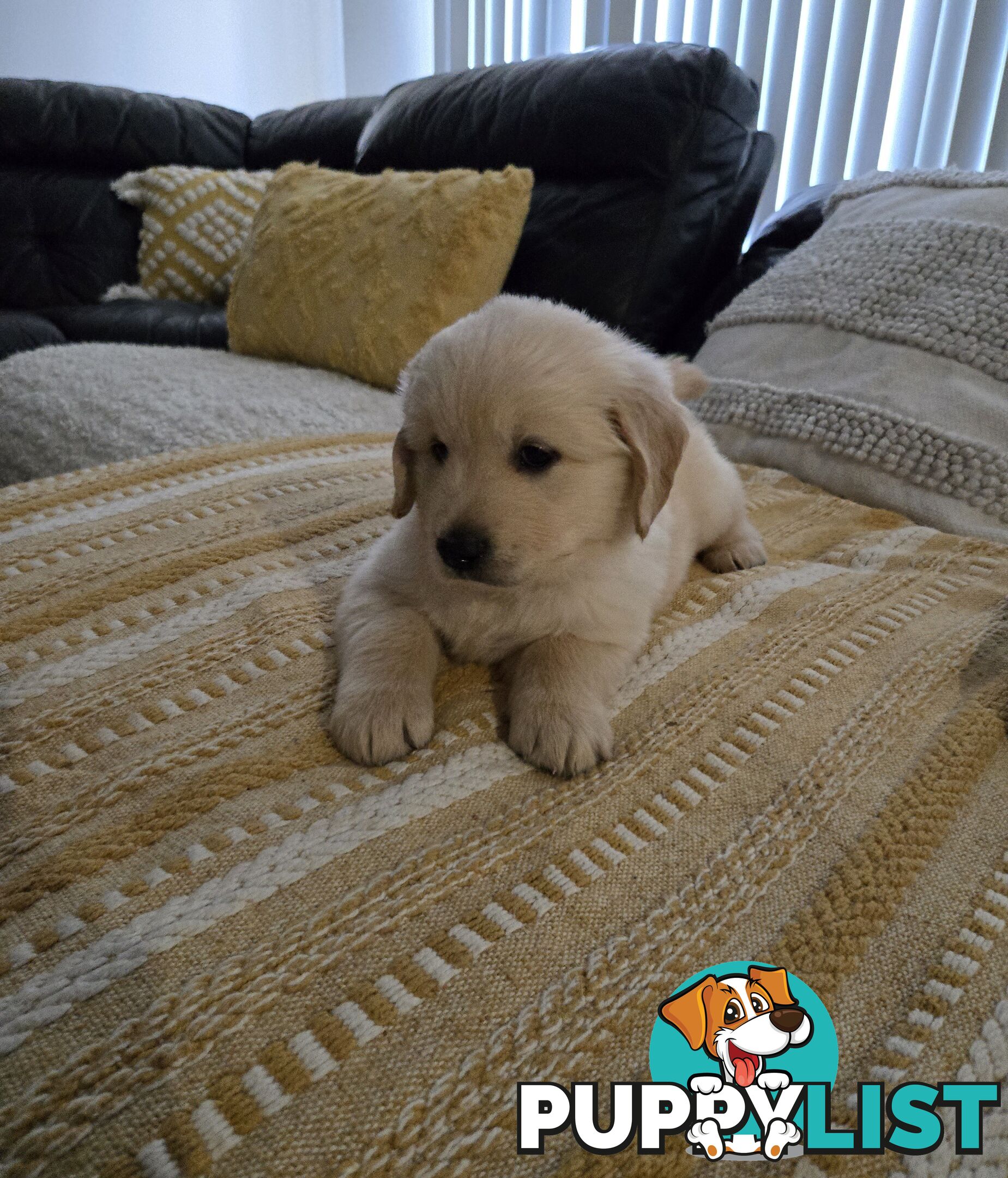 Purebred Golden retrievers ready for their new homes!