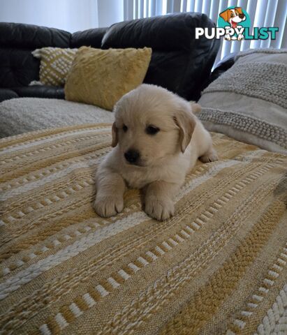 Purebred Golden retrievers ready for their new homes!