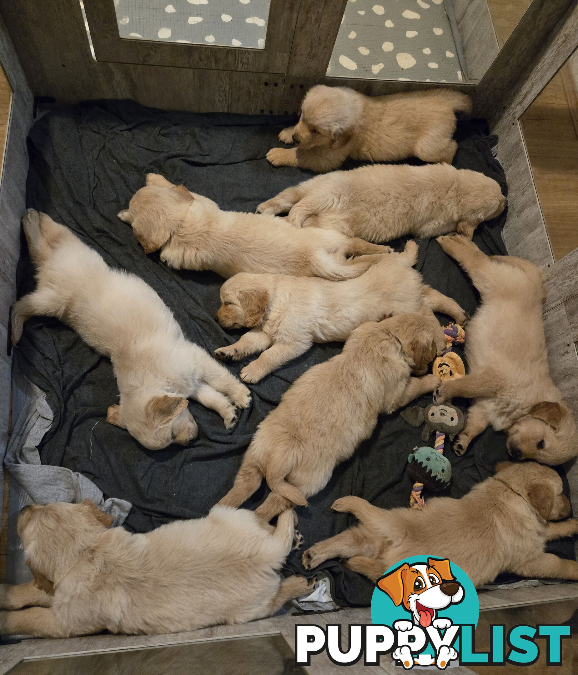 Purebred Golden retrievers ready for their new homes!