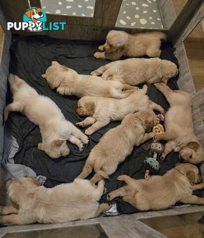 Purebred Golden retrievers ready for their new homes!