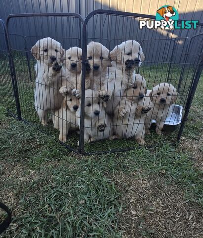 Purebred Golden retrievers ready for their new homes!