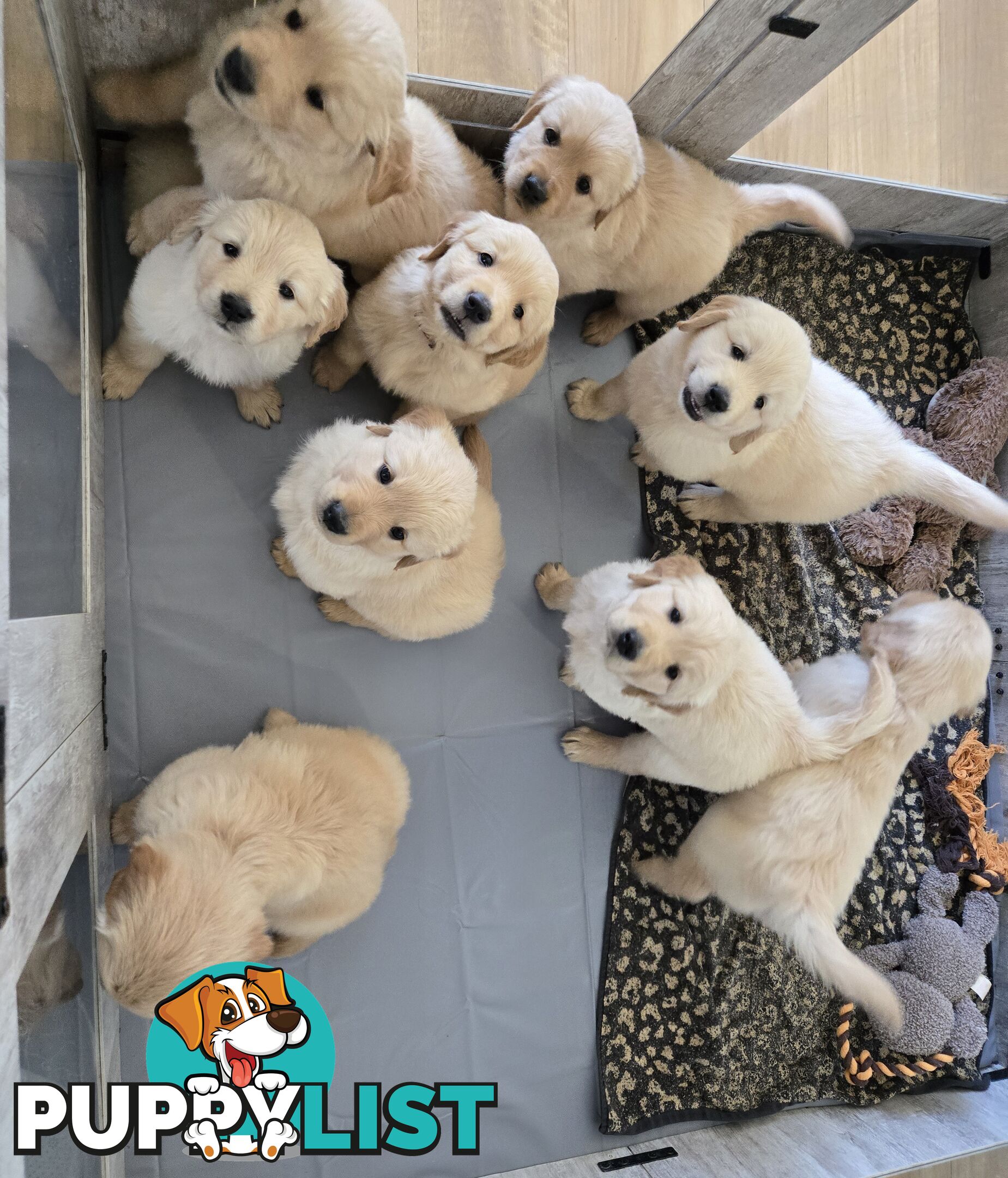 Purebred Golden retrievers ready for their new homes!