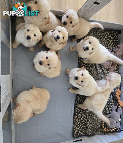Purebred Golden retrievers
