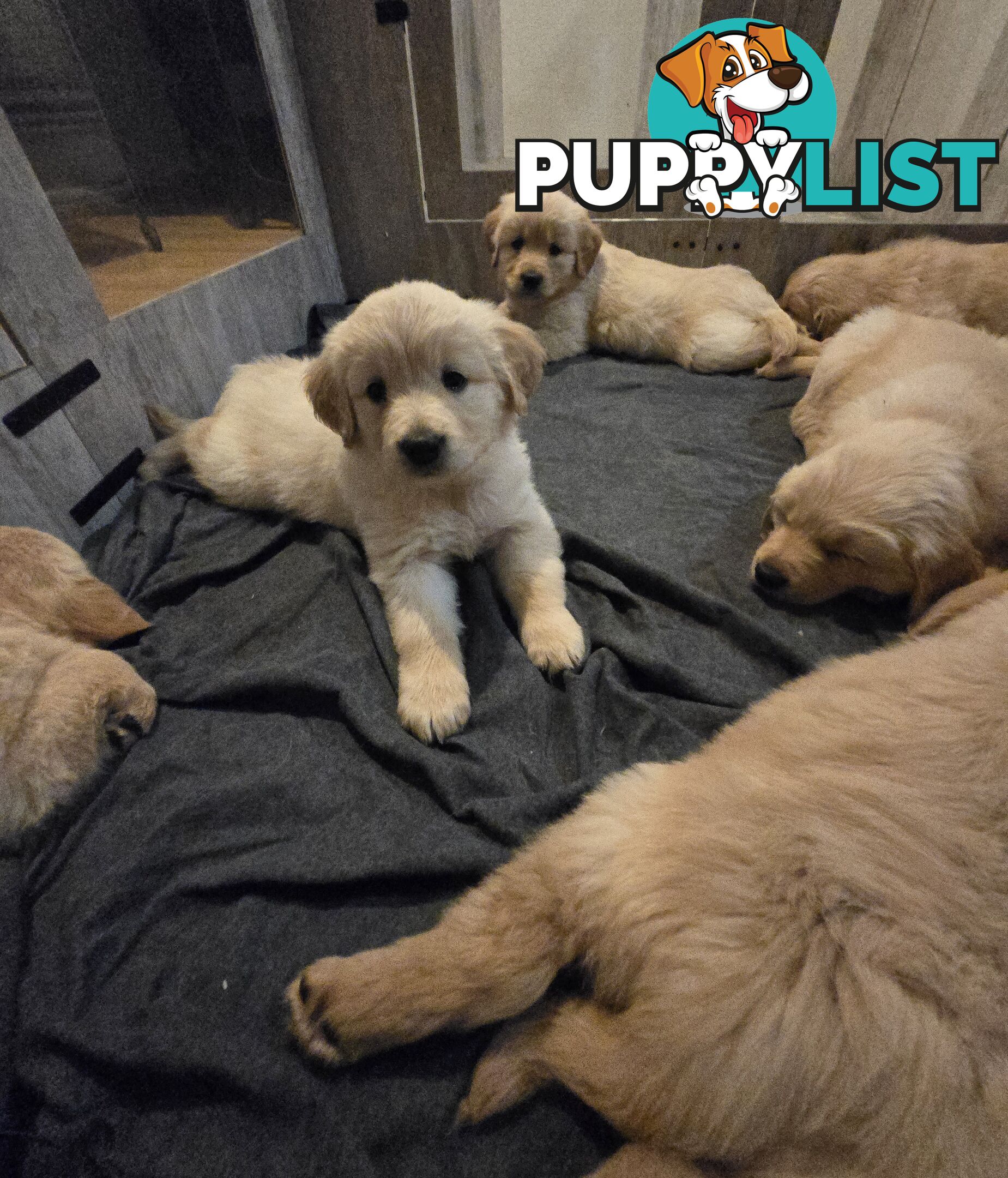 Purebred Golden retrievers ready for their new homes!