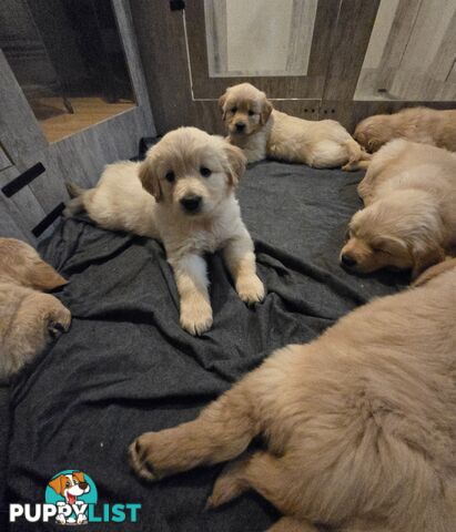 Purebred Golden retrievers ready for their new homes!