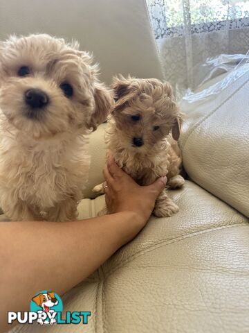 Maltipoo puppies - 8 weeks old vaccinated and microchipped