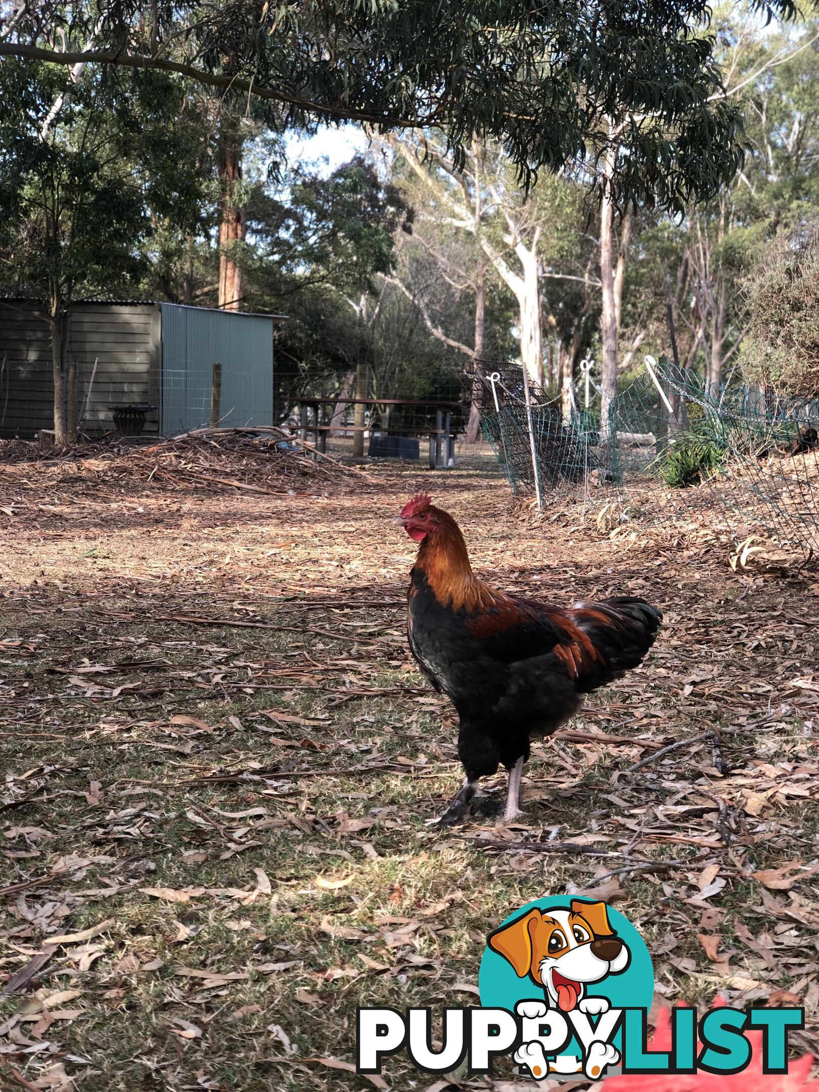 Black copper maran rooster