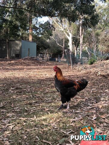 Black copper maran rooster