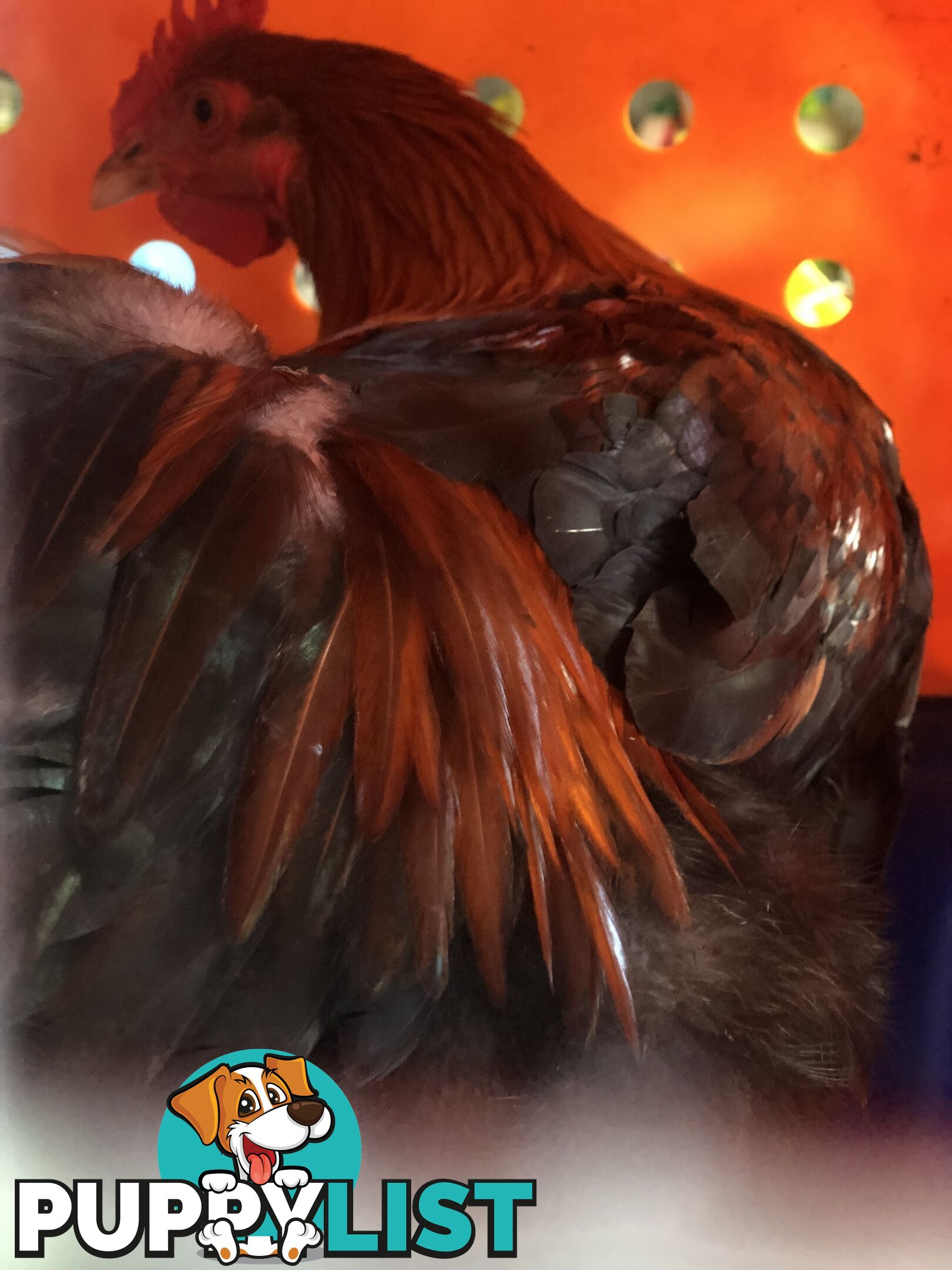 Black copper maran rooster