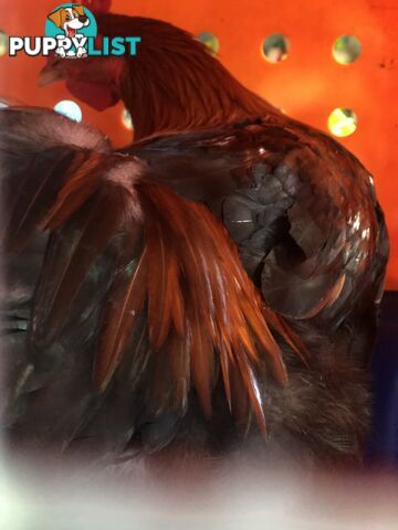 Black copper maran rooster