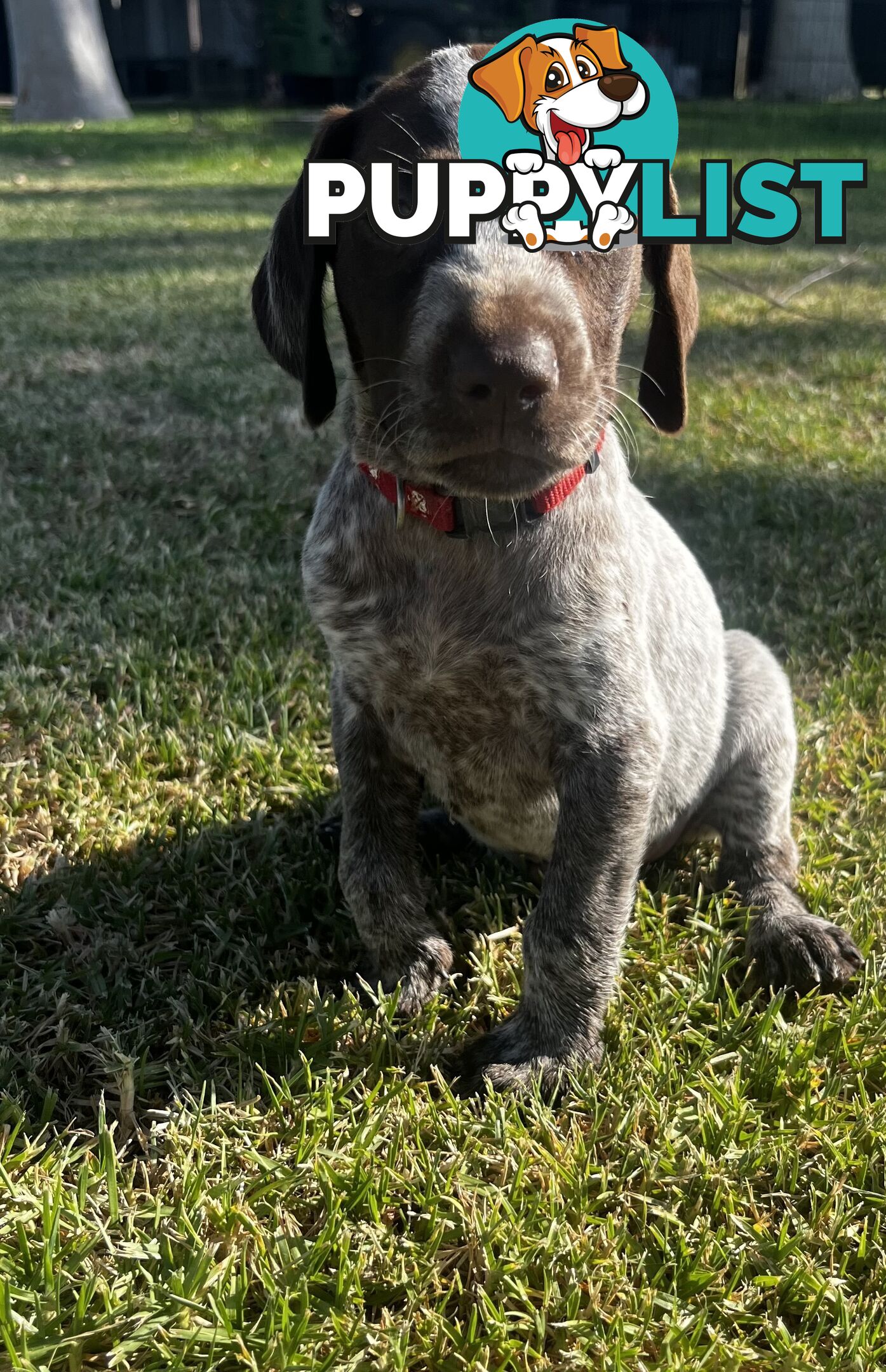 German Shorthaired Pointer Pups