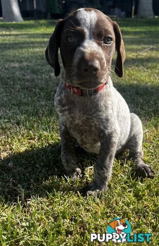 German Shorthaired Pointer Pups