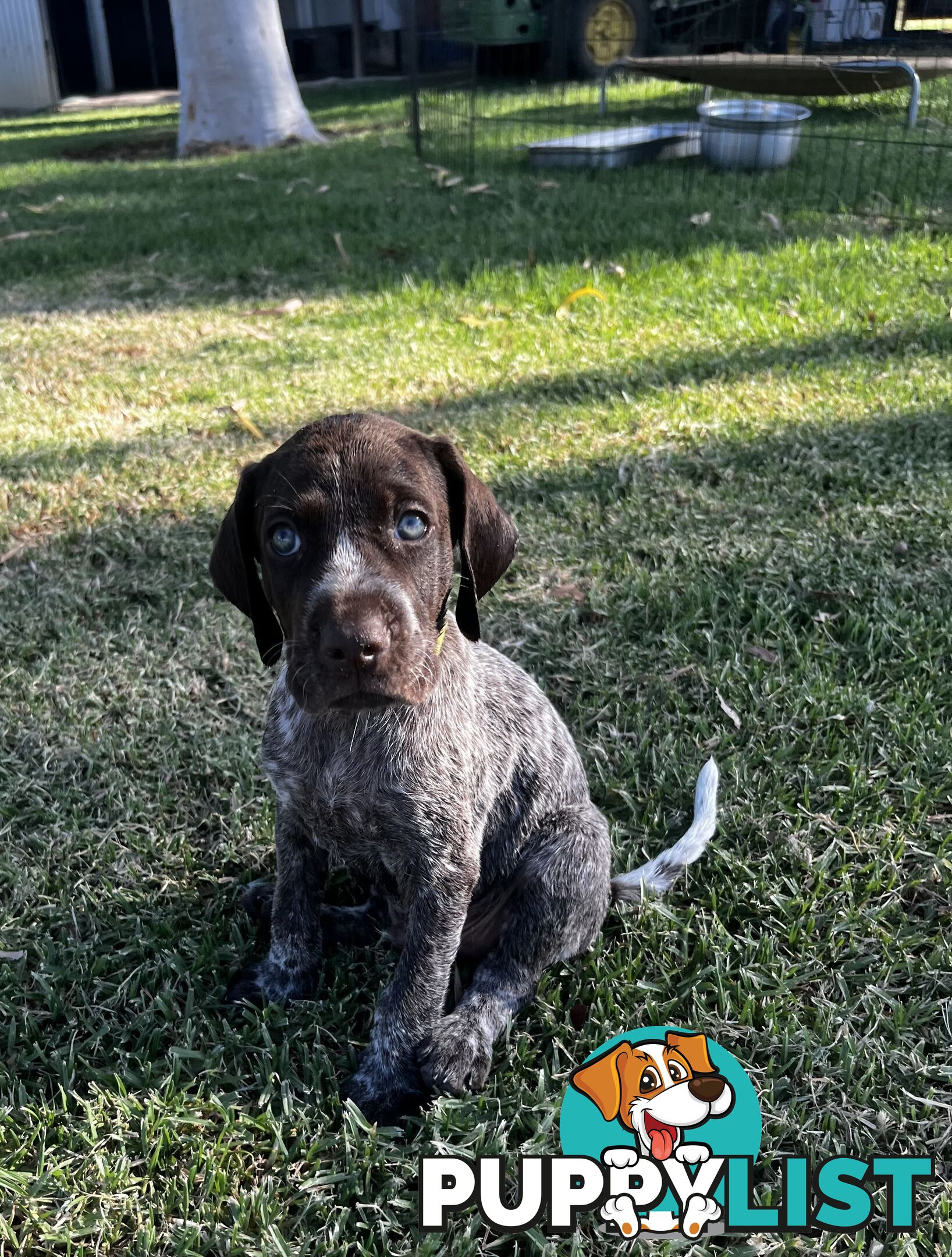 German Shorthaired Pointer Pups