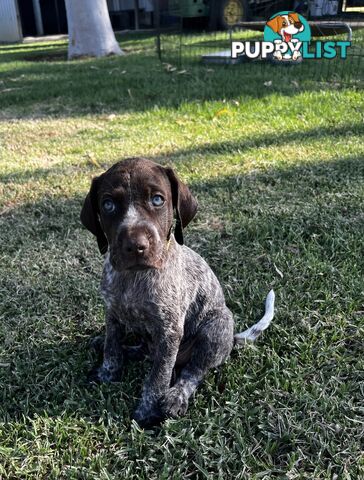 German Shorthaired Pointer Pups