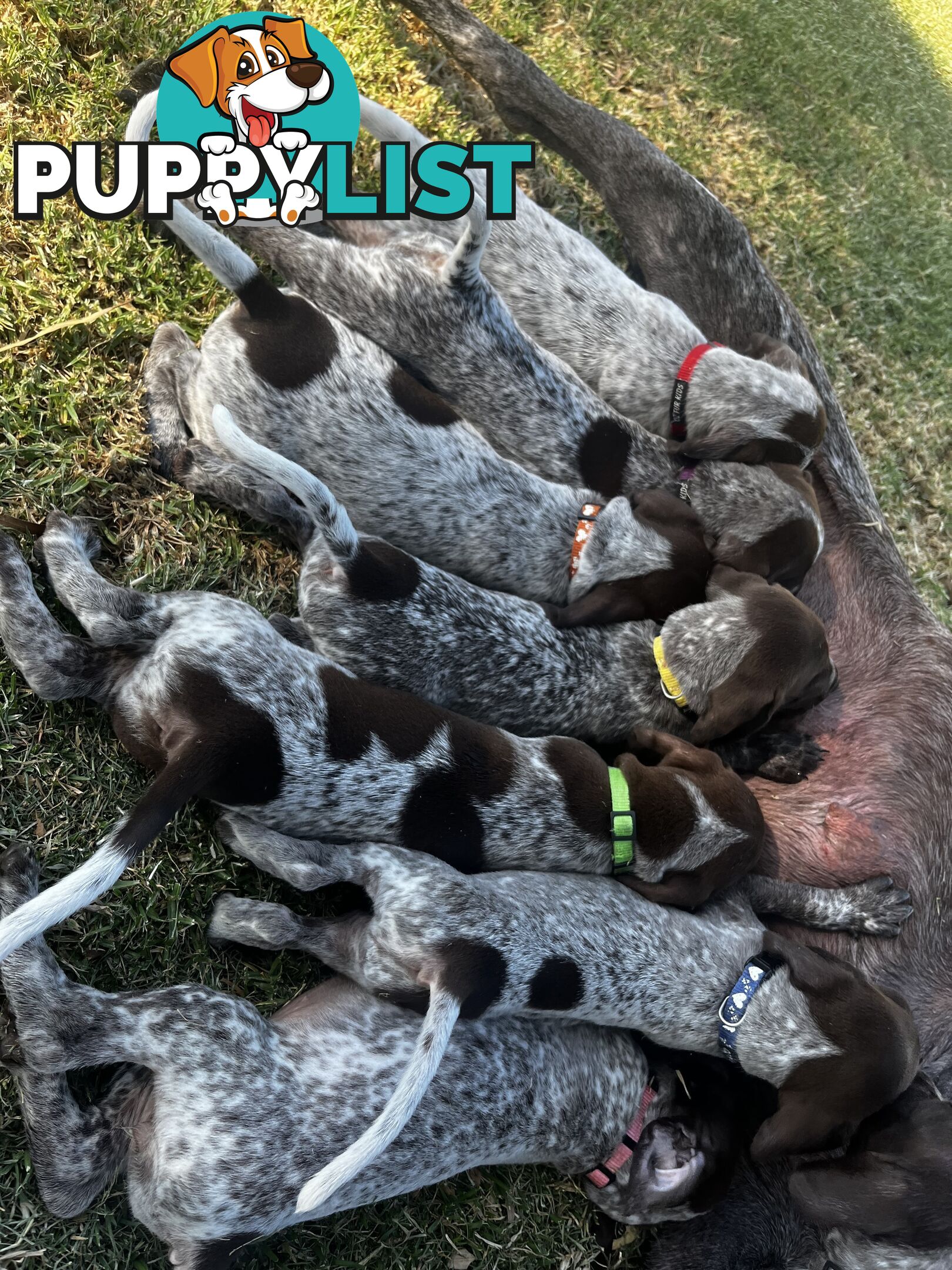 German Shorthaired Pointer Pups