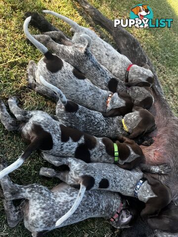 German Shorthaired Pointer Pups