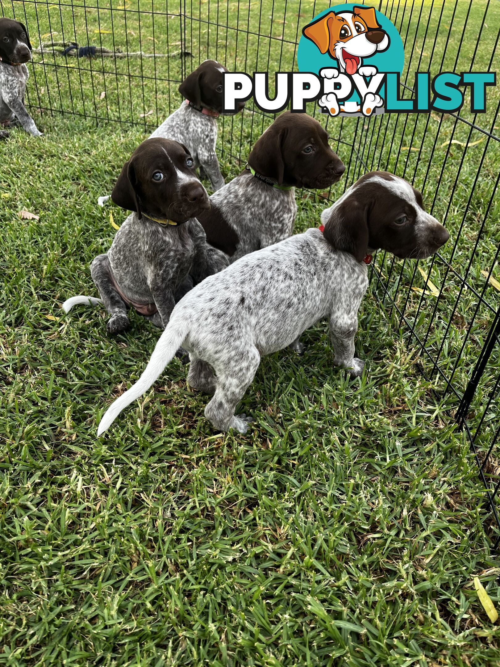 German Shorthaired Pointer Pups