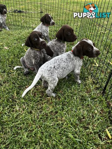 German Shorthaired Pointer Pups