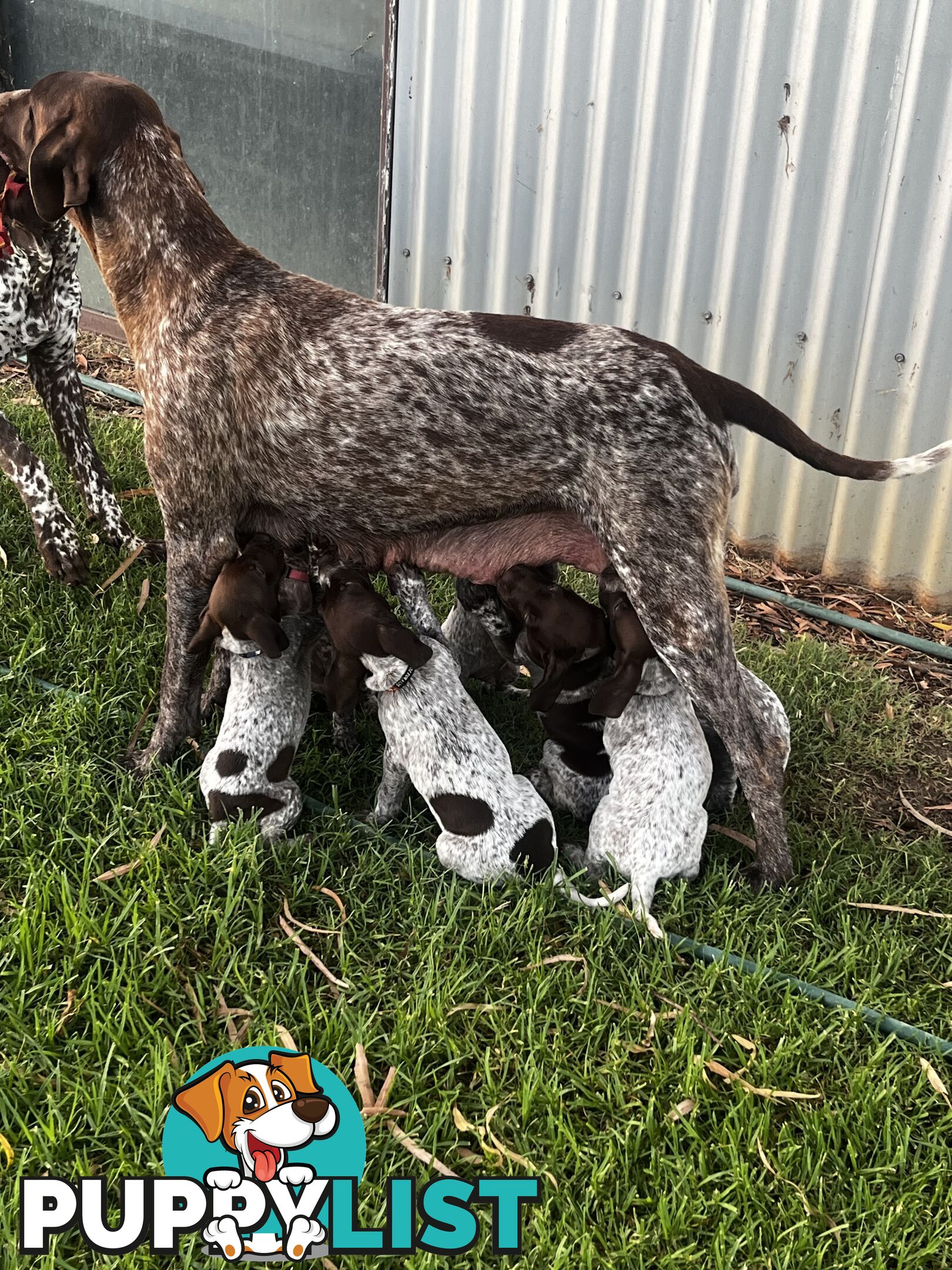 German Shorthaired Pointer Pups