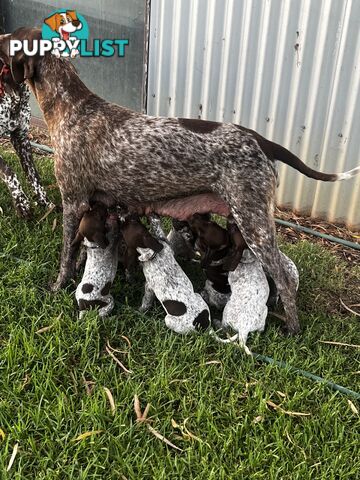 German Shorthaired Pointer Pups