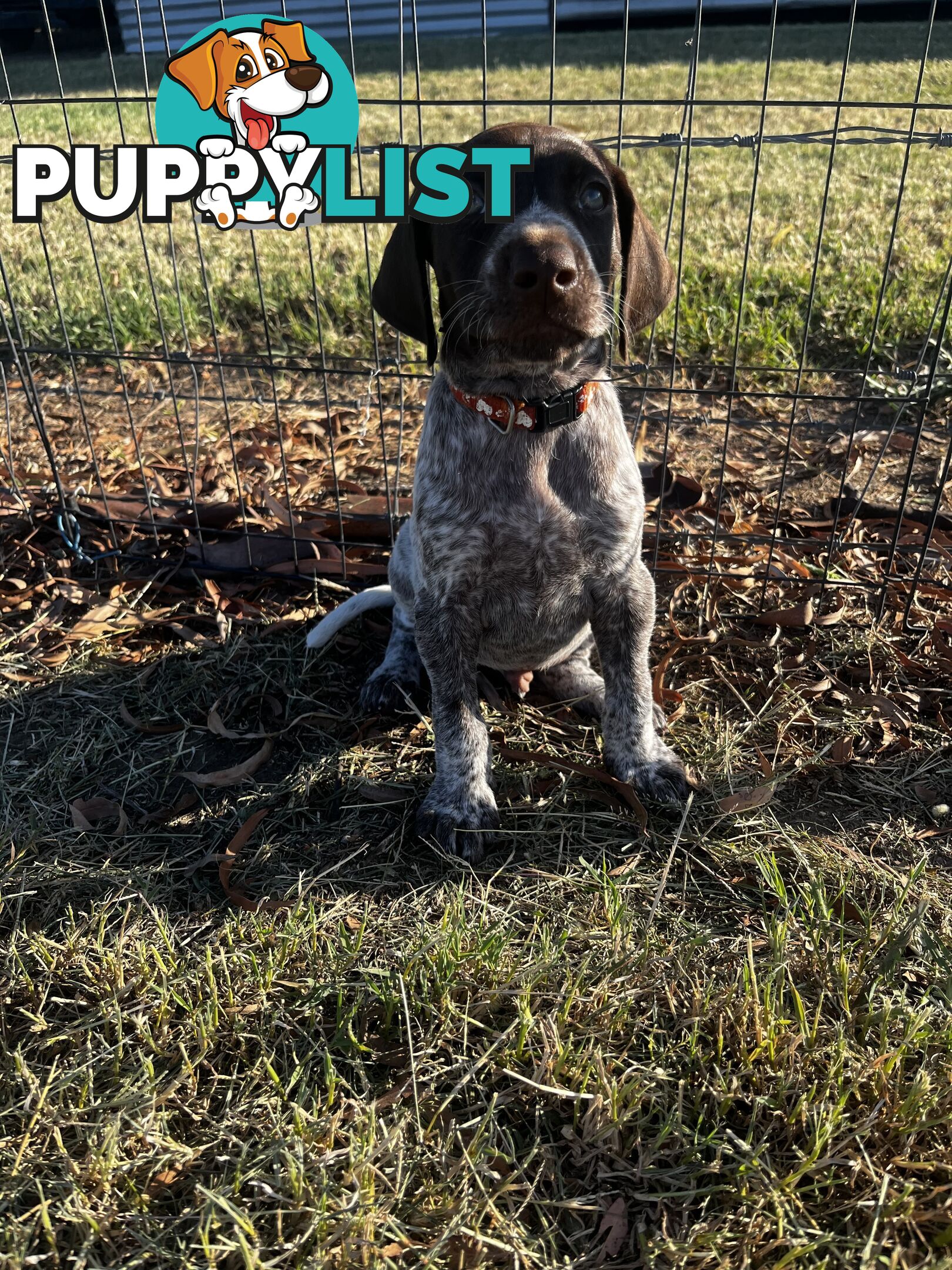 German Shorthaired Pointer Pups