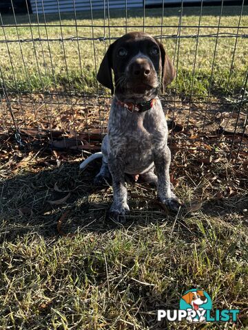 German Shorthaired Pointer Pups