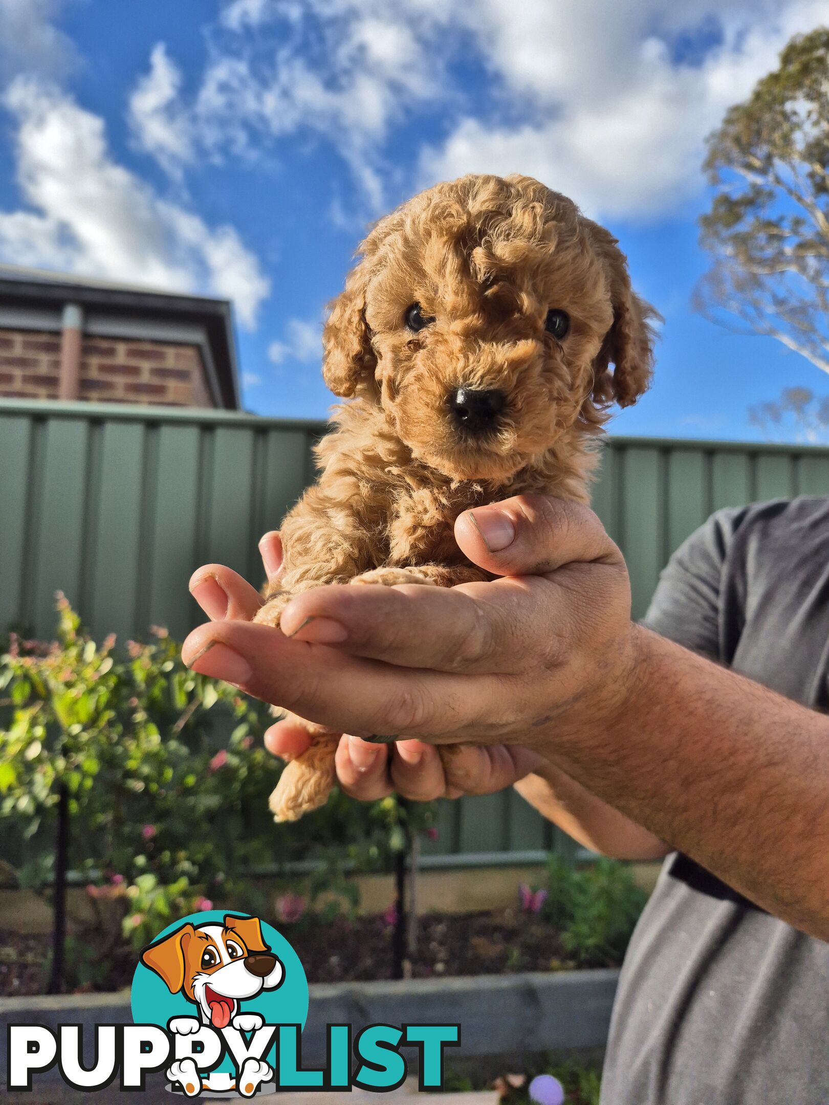 3 x Beautiful F1B Cavoodle Puppies
