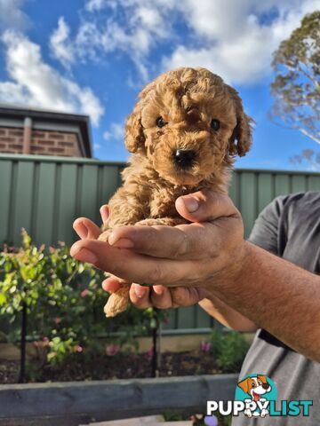 3 x Beautiful F1B Cavoodle Puppies