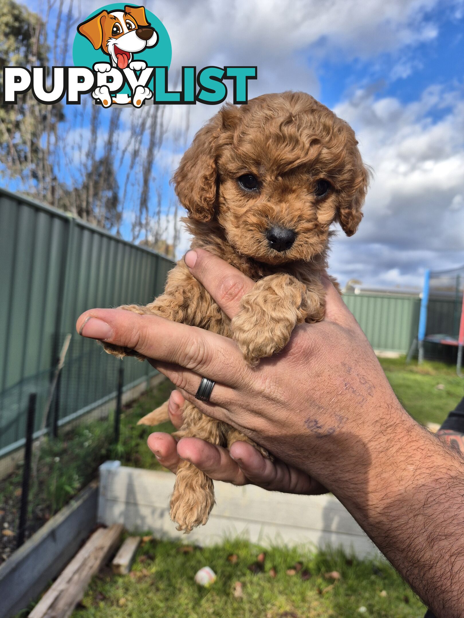 3 x Beautiful F1B Cavoodle Puppies
