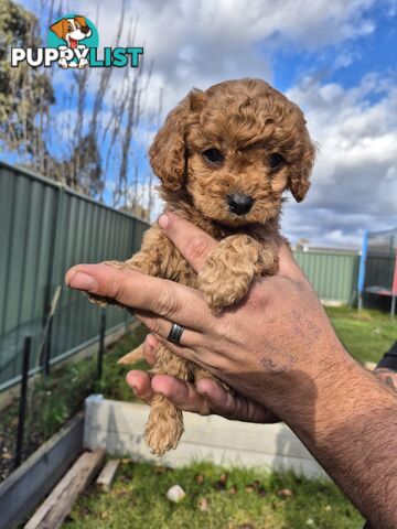 3 x Beautiful F1B Cavoodle Puppies