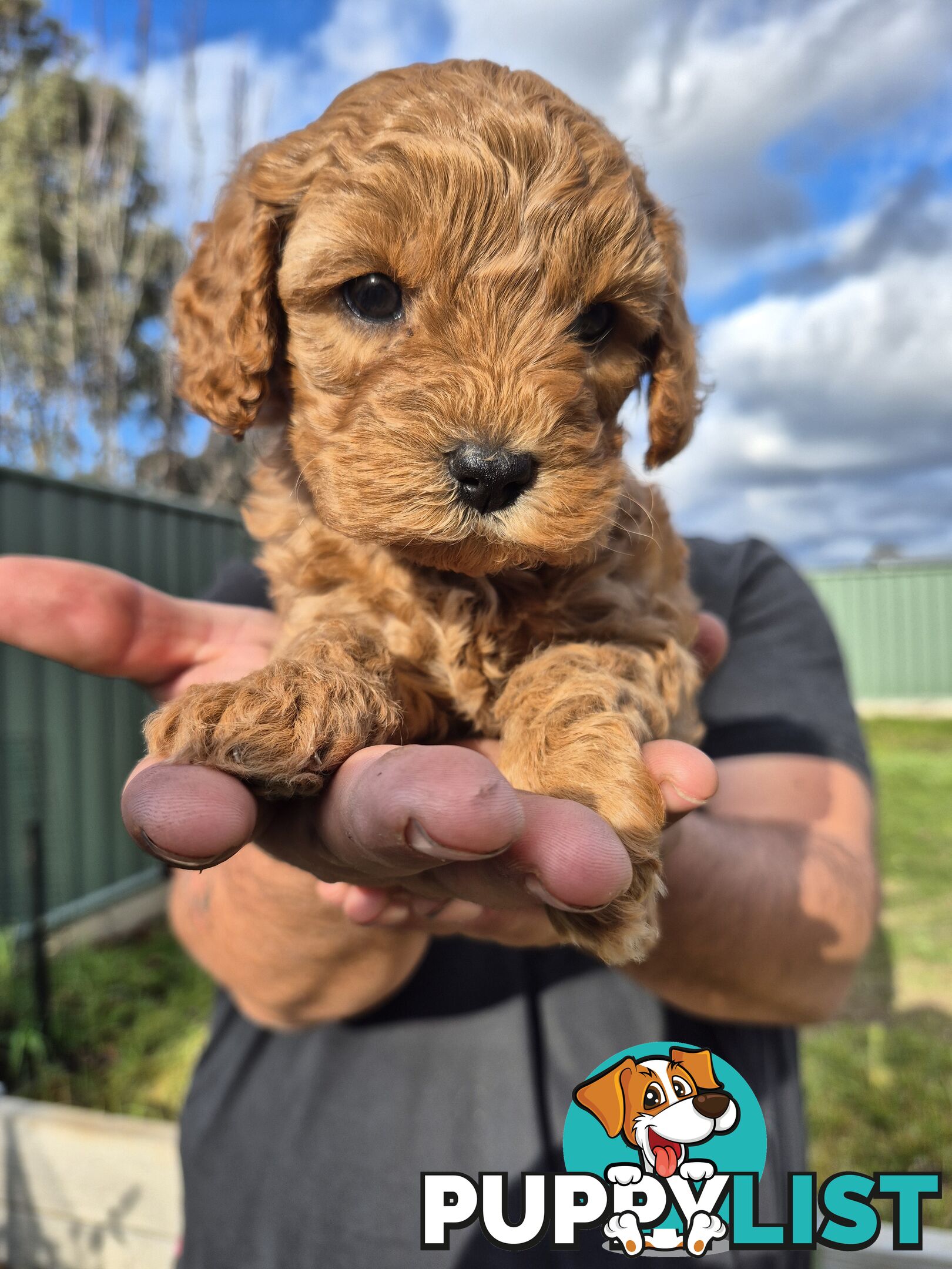 3 x Beautiful F1B Cavoodle Puppies