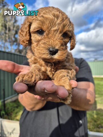 3 x Beautiful F1B Cavoodle Puppies