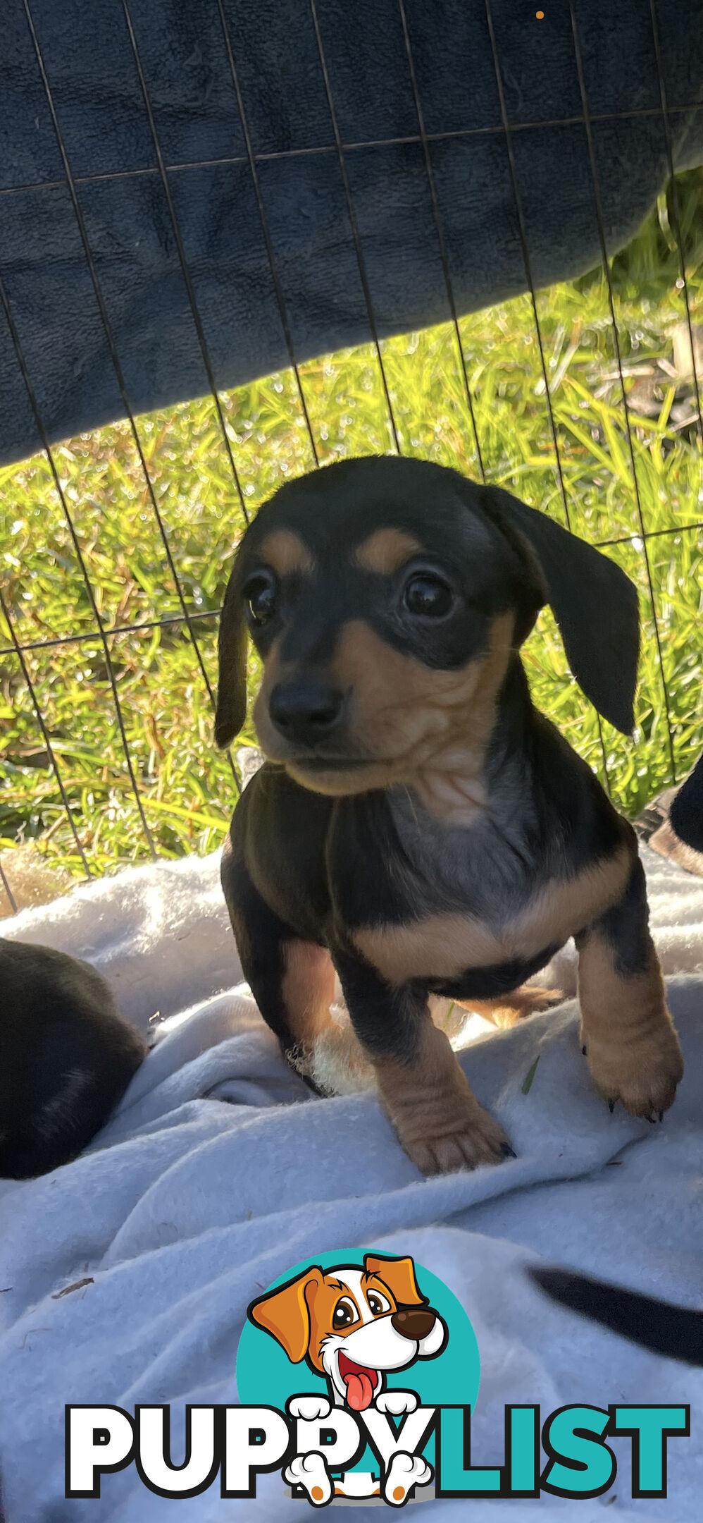 Rare grey dabble short hair miniatures dachshunds for sale