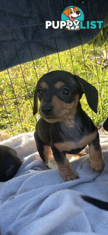 Rare grey dabble short hair miniatures dachshunds for sale