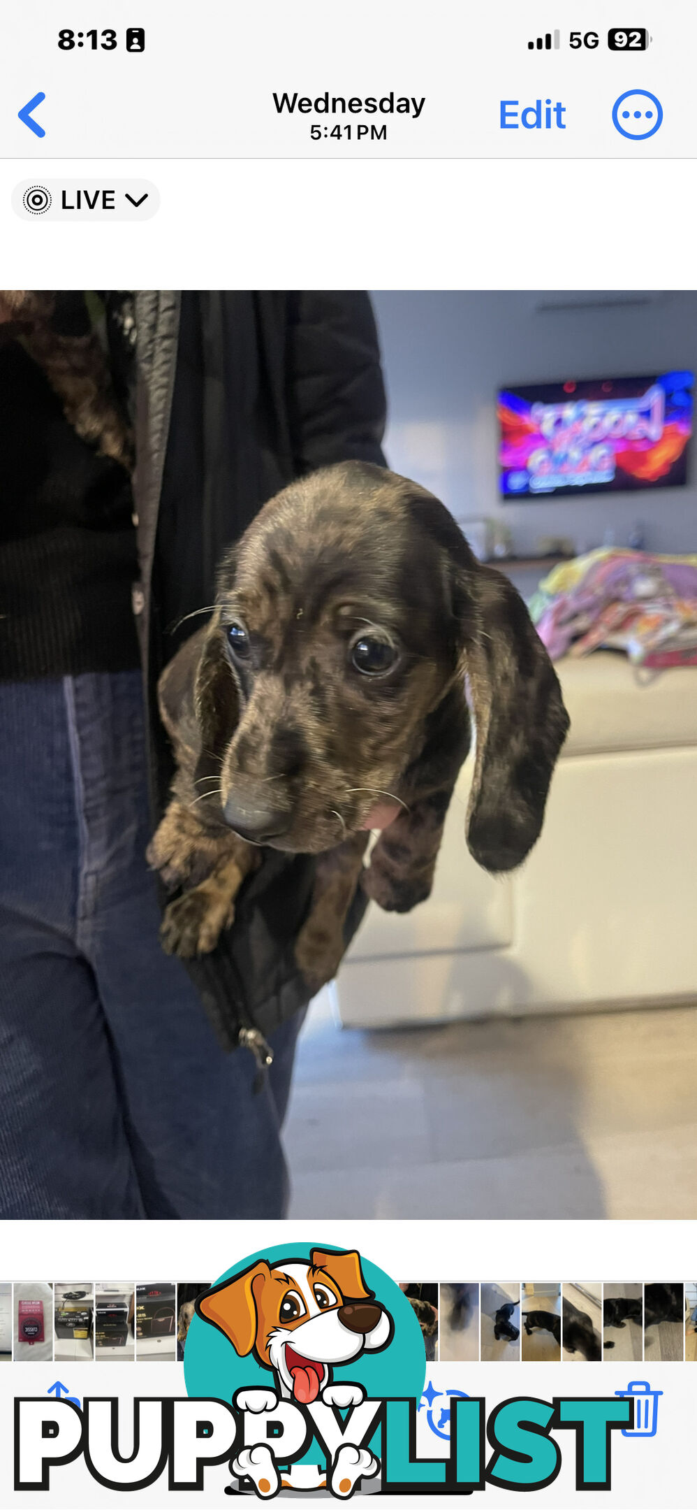 Rare grey dabble short hair miniatures dachshunds for sale