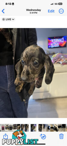 Rare grey dabble short hair miniatures dachshunds for sale