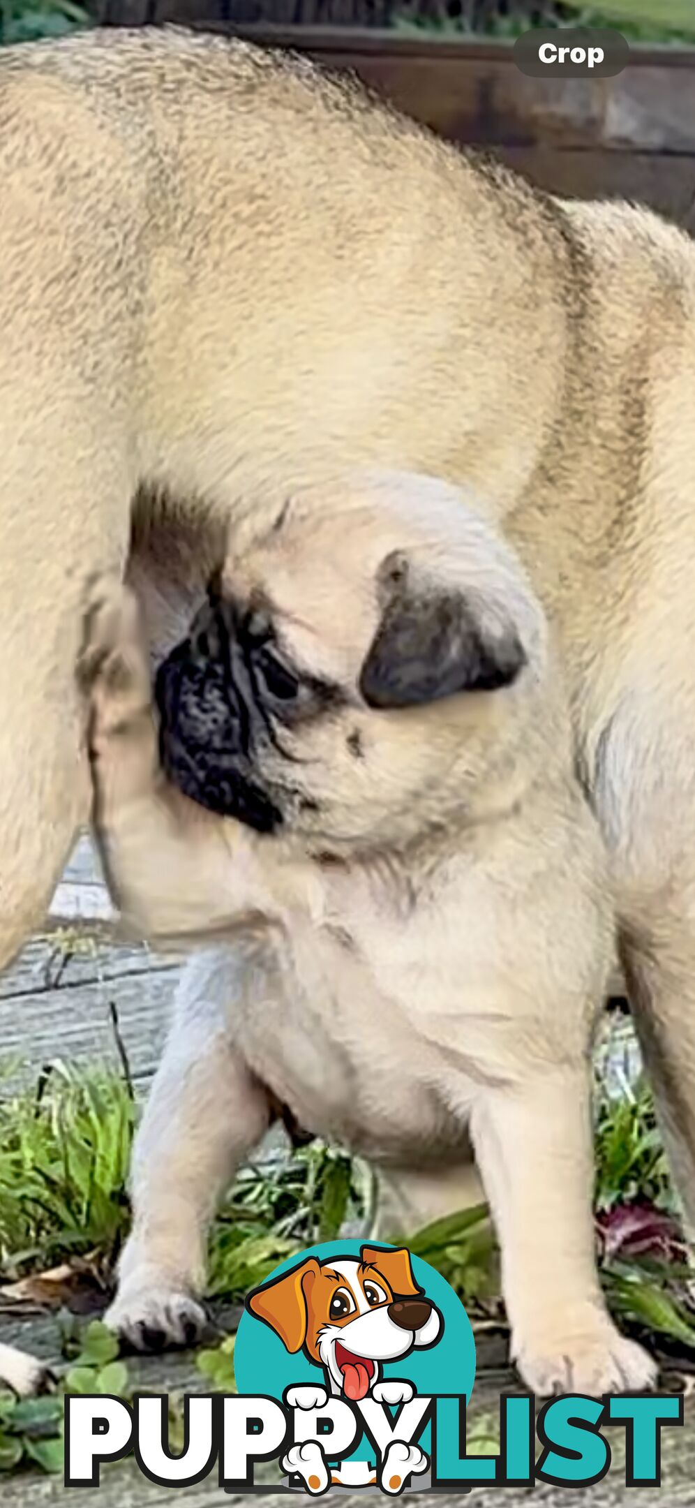 Purebred Pug Puppies