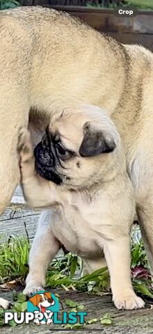 Purebred Pug Puppies