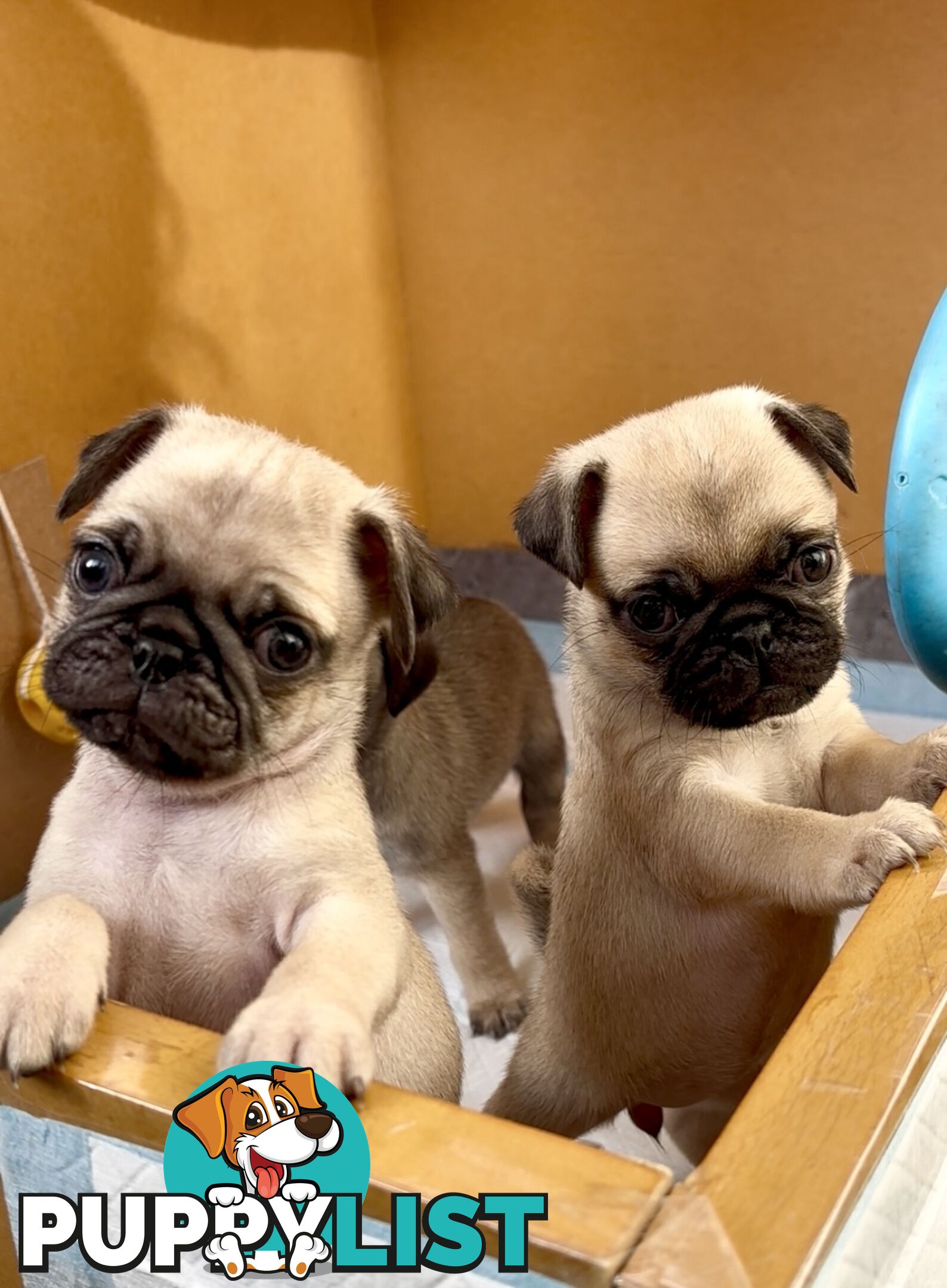 Purebred Pug Puppies